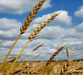 Farmer debt has risen 10.4%